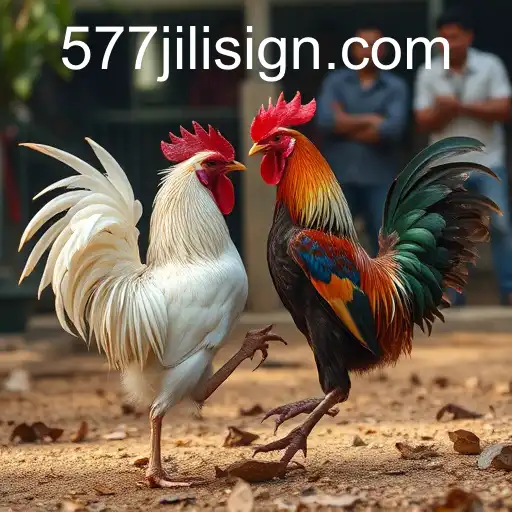 The Controversial World of Cockfighting and 577jili